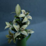 Lelies. Een bijna geduldverliezend miniatuur.